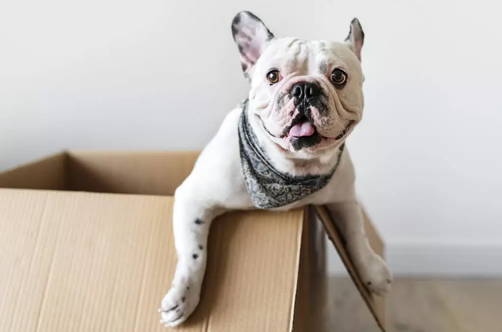 FAQs About Pet Waste Removal in Chicago
