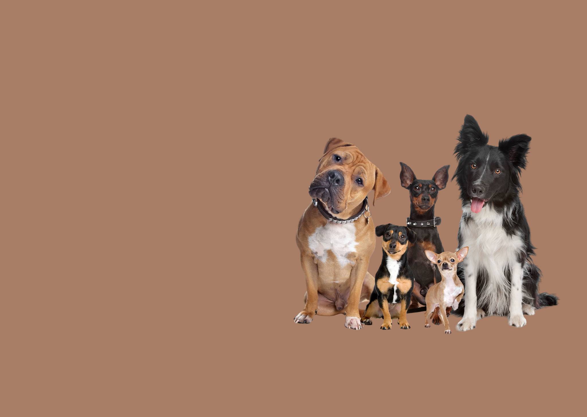 Chicago’s Premier Dog Waste Removal Service